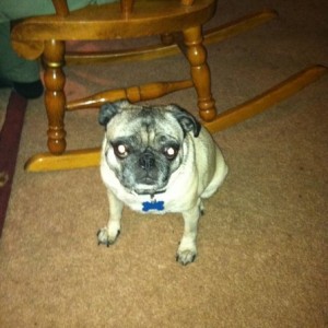 Damn dog is begging for food like no other! Lol
