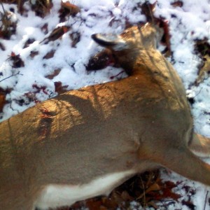 Opening day of shotgun, little doe!