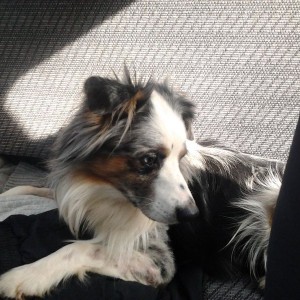 Adopted him today. This is Beckham,the three legged Aussie. He's still