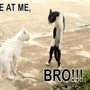 catatmebro