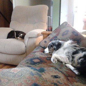 Hank and moms mini Aussie,Zaddie. Sent from my Samsung Transform?