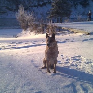 Taz