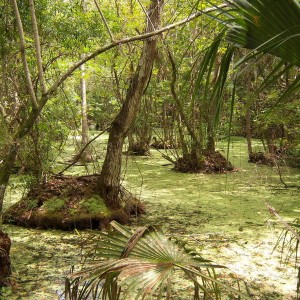 Highland Hammocks SP.