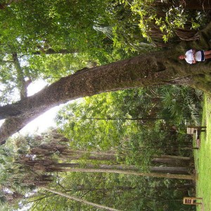 Highland Hammocks SP.