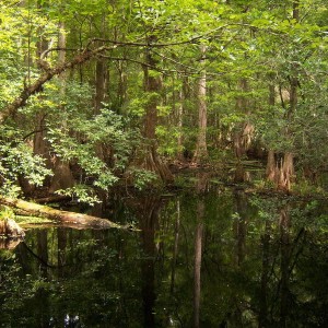 Highland Hammocks SP.