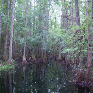 Highland Hammocks SP.