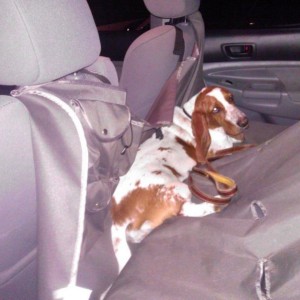 Dog is extra comfortable