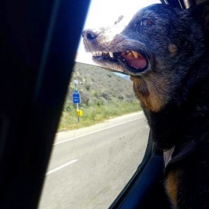 He can smell the beach!