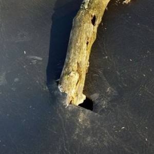 Compliments of one of my trees, accompanied by a dent in my roof.