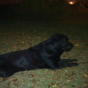 My uncle's black lab, Sailor.