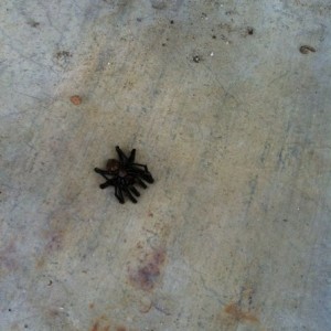 An uninvited guest tonight