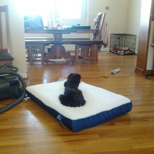 Hanks new orthopedic bed for his hip...that zaddie tested out for him. Sent