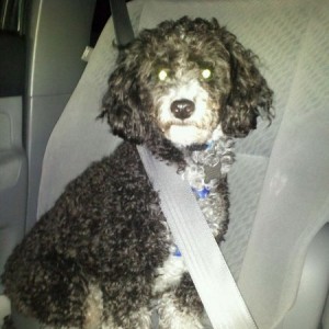 I buckled the belt to stop it beeping. My dog was the one who worked his wa