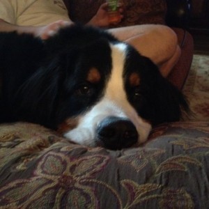 Ranger just Chillin while we watch football