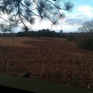 Gonna try to kill a grumpy buck