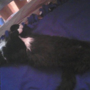 Laziest creature alive