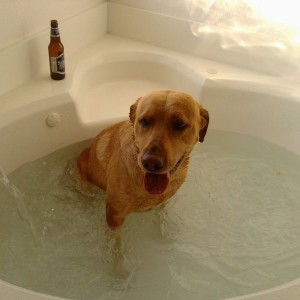 My dog relaxing in the jacuzzi tub LOL
