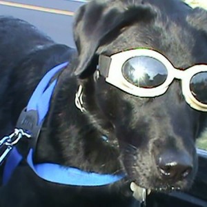 Charlie with his doggles