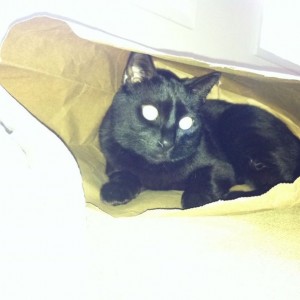 Tonka the cat