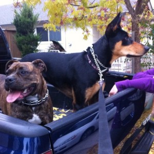 2006 Toyota Tacoma Prerunner and my dogs