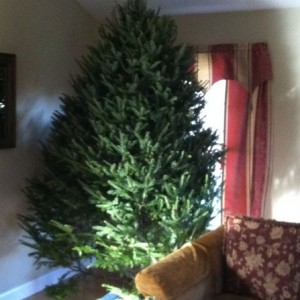Gots us a "tree" :jelly: ?
