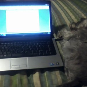 My dog just loves helpin me write papers