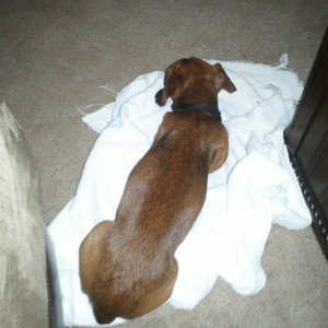 After bath chillin. 