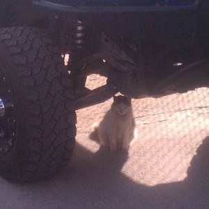 A cat can sit nicely under my truck