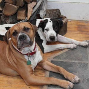 Cooper and Buddha by the fire