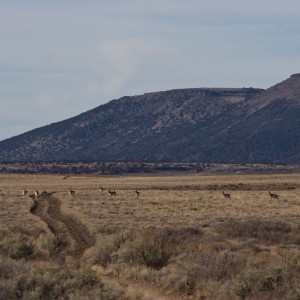 Fallclassic-antelope2