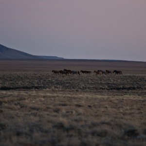 Fallclassic-wildmustangsdusk