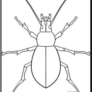 cheap bug