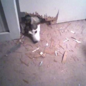 My friends husky just did that after she took her other husky for a walk. L
