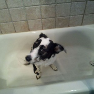 Bad dog rolled in stinky shit