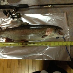 Nice 19 1/2" rainbow