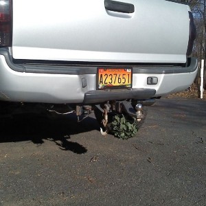 Mistletoe.