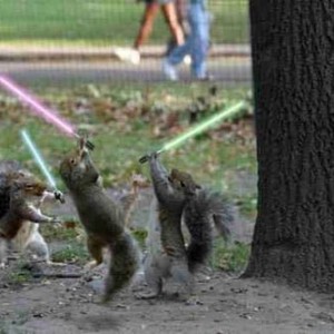 Squirrels