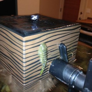 Borneo loach checking out the filter pump