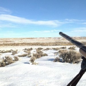 Coyote huntin'