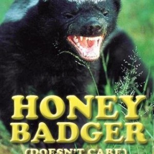 honey_badger2