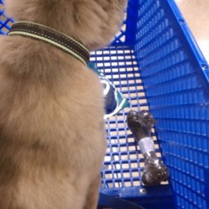 Kodiak after a visit to the.Vet