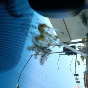 WTF just crapped on my truck?