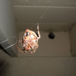 Old pic, but yea..this was in my front yard at one time.. :eek: