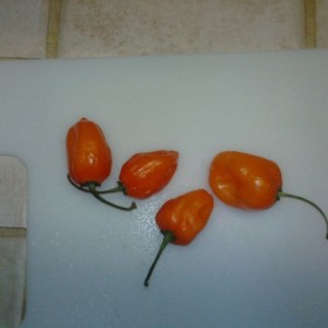 Habanero
