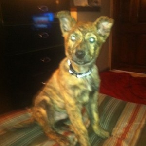 New puppy!!! :)