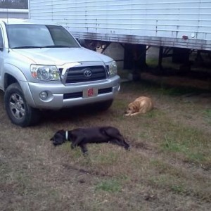 lazy muts.