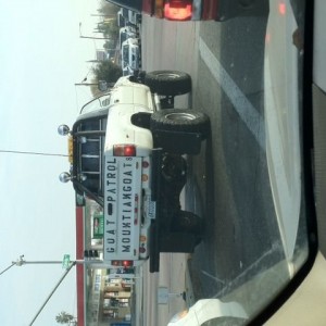 Saw this bad boy while driving this morning goat anyone?