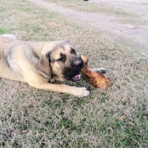 Test for tw live. My dogs Christmas present.