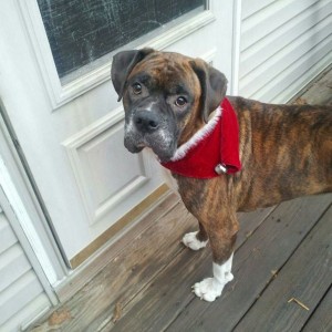 The TW Christmas Pup!