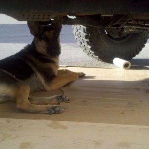 Changing my oil and my Shepherd decided he wants to help